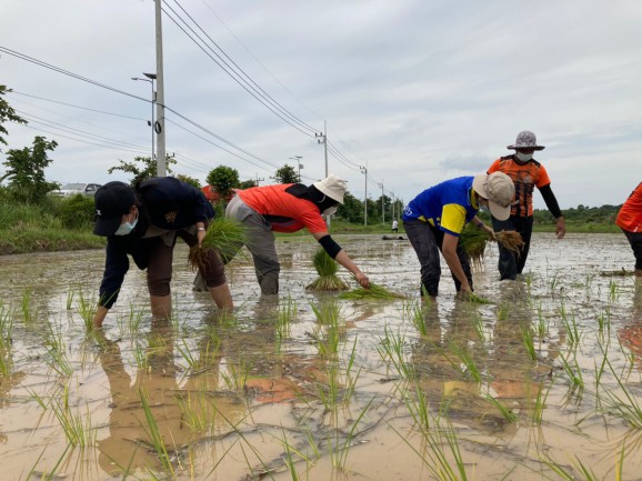 โครงการส่งเสริมการจัดทำแปลงสาธิตการทำนาข้าวในพื้นที่นาร้างตามวิถีเศรษฐกิจพอเพียง ประจำปี พ.ศ. 2564